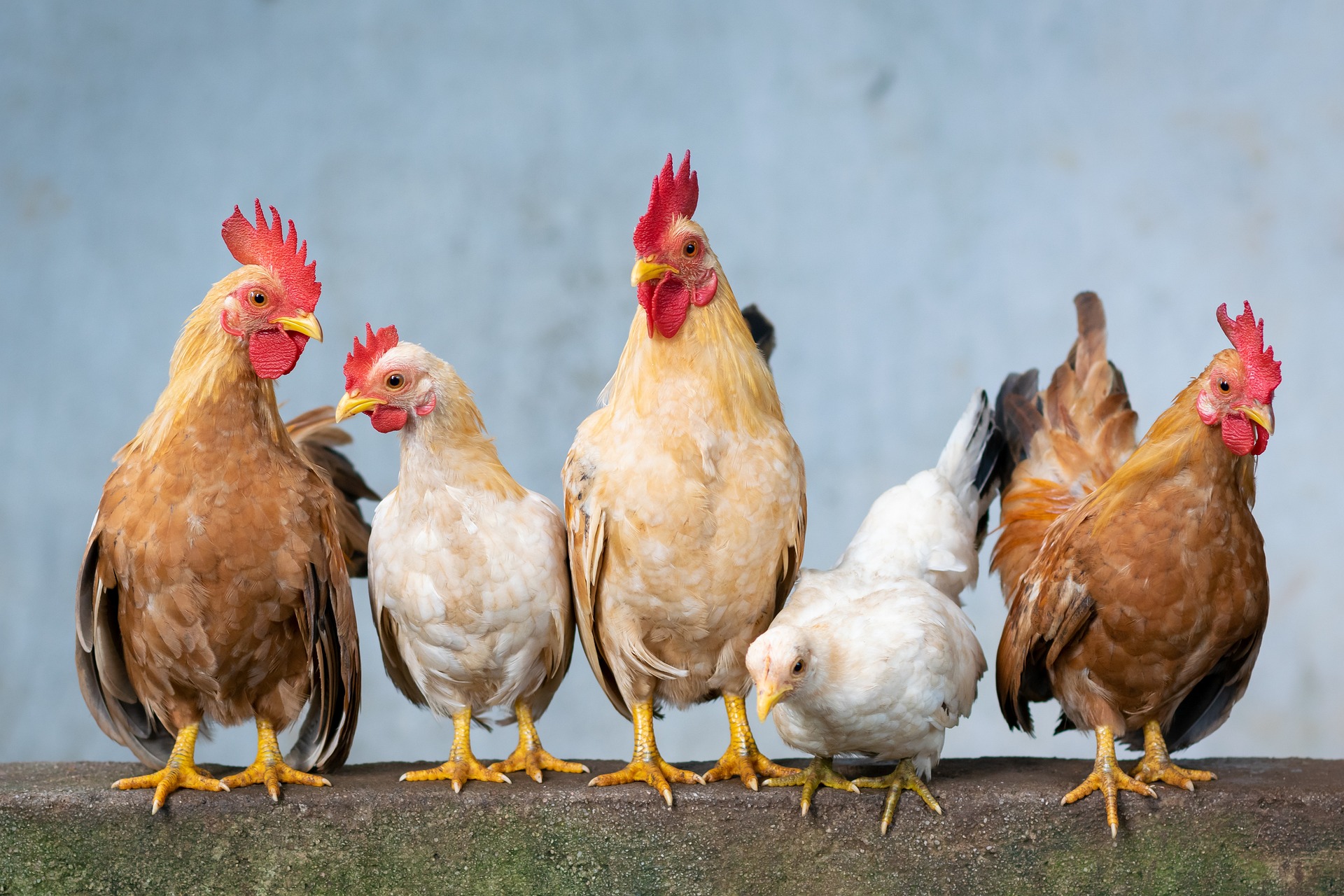 All About Organic Poultry